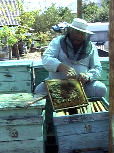 apicultor eMM.ro