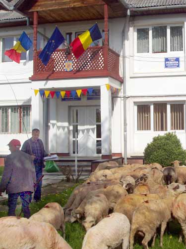 Protestul oilor la Grosi (c) eMM.ro