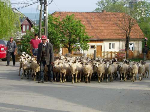 Protestul oilor la Grosi (c) eMM.ro