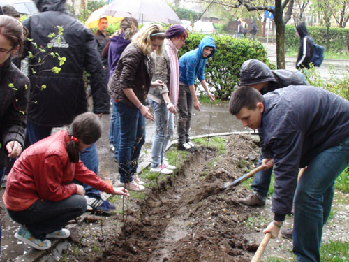 Foto plantare puieti "Eminescu" (c) eMM.ro