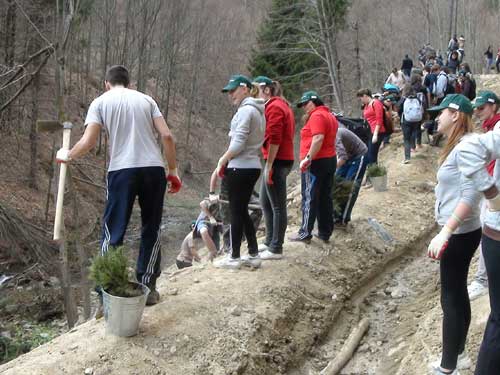 Foto Plantare puieti (c) eMaramures.ro