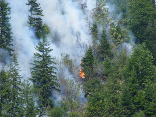 Foto: Incendiu de padure la Borsa (c) Florin Halastauan