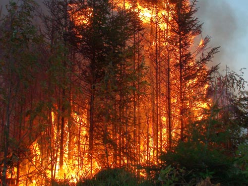 Foto: incendiu de padure Moisei - Sacel (c) eMaramures.ro