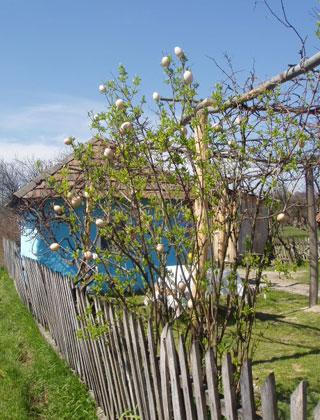 Copac impodobit cu oua de Paste la Surdesti, Maramures