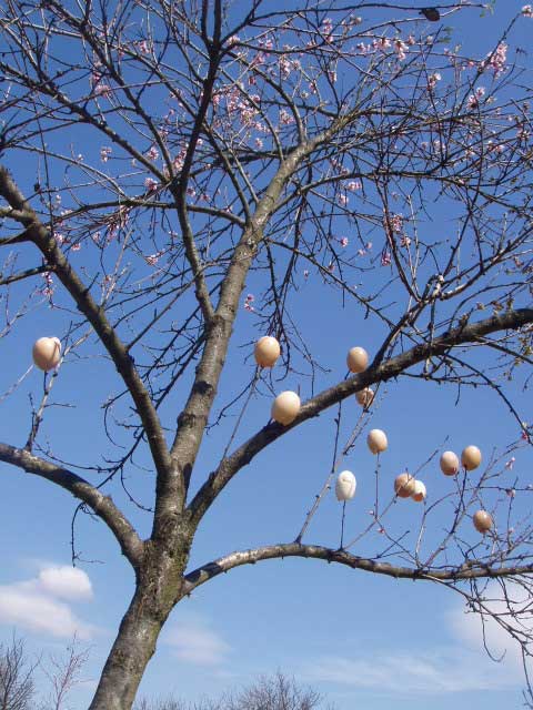 Copac impodobit cu oua de Paste la Surdesti - Maramures