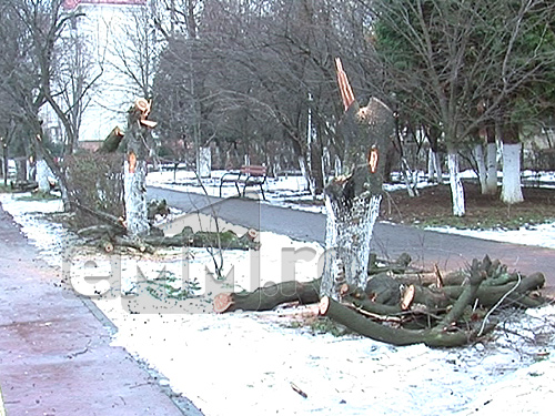 Foto: I.L. Caragiale - taiere copaci (c) eMaramures.ro