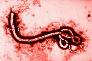 ebola virus