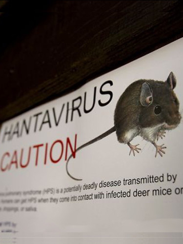 Foto: hantavirus