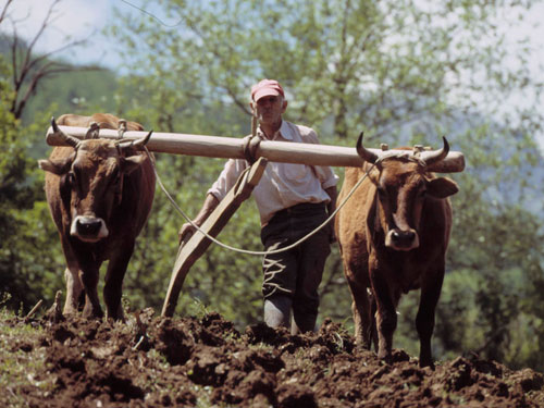 Foto Criza si saracia maramuresenilor (c) eMaramures.ro