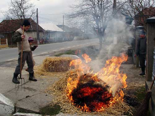 Parjolirea porcului in Maramures