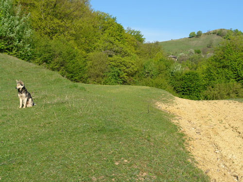 Foto prietenul de pe valea Taului (c) Petru Goja