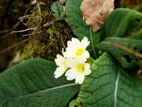 Foto floare la sfarsit de noiembrie (c) Petru Goja