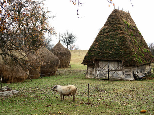 Foto gospodarie autentica lapus (c) Petru Goja