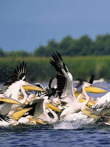 Pelicani in Delta Dunarii - wikipedia.ro