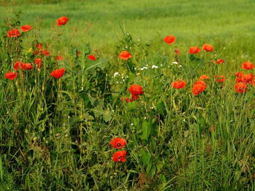 Foto maci (c) eMaramures.ro