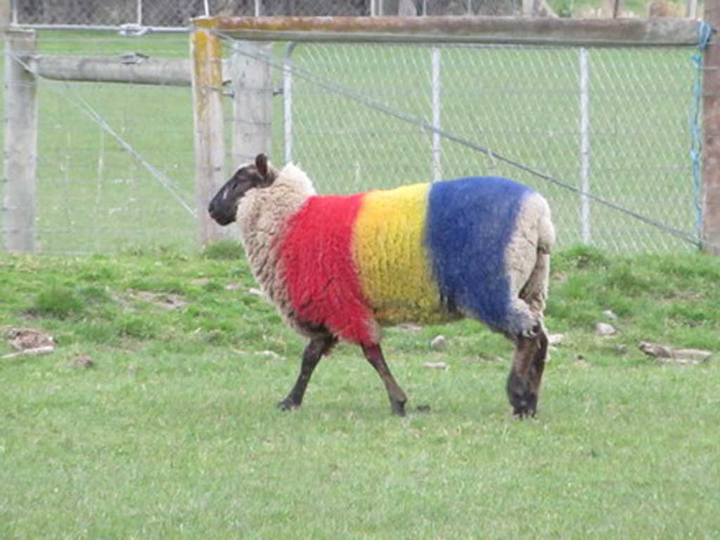 Foto: Cupa Mondiala Rugby - oita tricolora - Noua Zeelanda (c) eMaramures.ro