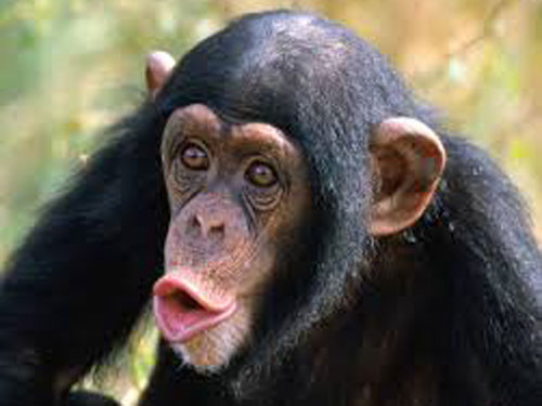 Cimpanzeu (c)wikipedia.org