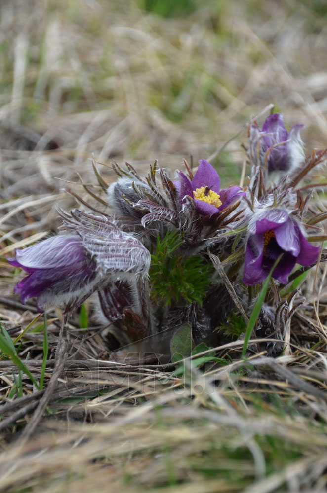 Foto: Pulsatilla montana