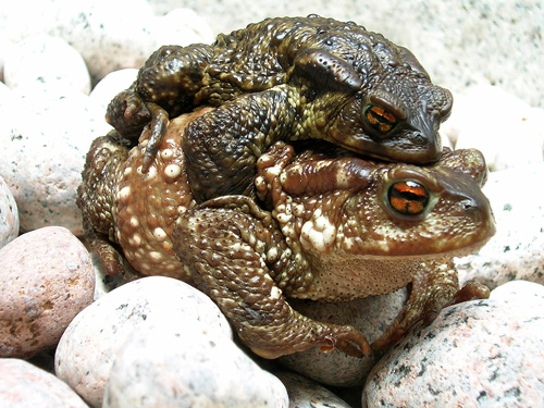 Broaste bufo bufo 