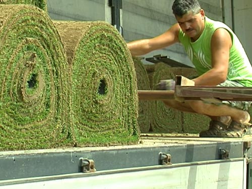 Foto: gazon pentru "Lascar Ghinet" (c) eMaramures.ro