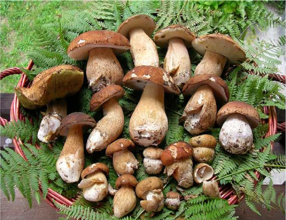 TURISM: O zi de toamnă a unor căutători de ciuperci din Maramureș — eMaramures
