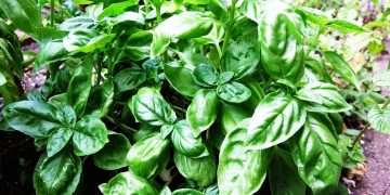 Ce se întâmplă atunci când plantezi busuiocul lângă legume