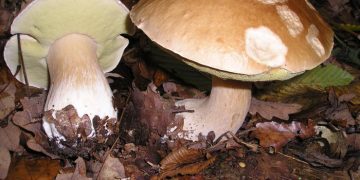 Atenție la ciuperci! Cum ne ferim de intoxicații