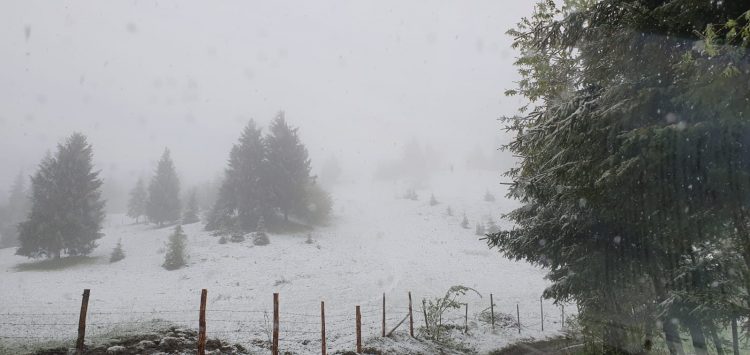 Fenomene extreme în Maramureș. Stratul de zăpadă are 7 centimetri, dar plouă