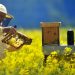 20 mai – Ziua Internațională a Albinei. Ministerele Agriculturii din Statele Membre UE discută viitorul albinelor