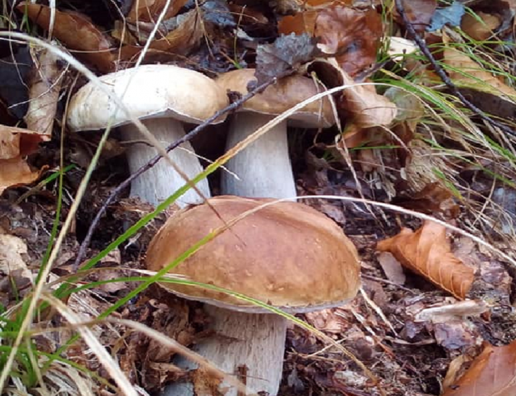 Primele hribe și-au făcut apariția. Află cum să le prepari