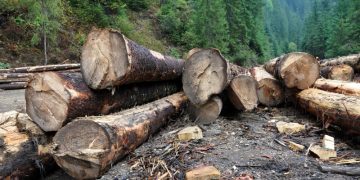 Se pregăteşte un proiect de lege care interzice exportul de buşteni din Romania