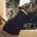 Au furat mai multe sticle cu băuturi dintr-o casă din Şomcuta Mare. Acum sunt cercetaţi acum pentru furt calificat