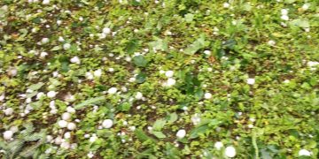 Metode de combatere a grindinei