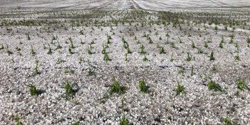 Cod Galben de vreme rea în 13 localități din Maramureș. Va cădea grindină!