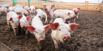 Bărbatul din Onceşti, care anul trecut a comercializat porci vii, deşi era interzis la aceea vreme din cauza pestei porcine, trimis în judecată