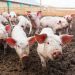 Bărbatul din Onceşti, care anul trecut a comercializat porci vii, deşi era interzis la aceea vreme din cauza pestei porcine, trimis în judecată