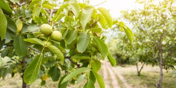 Ceai din frunze de nuc – curață sângele și tratează diabetul