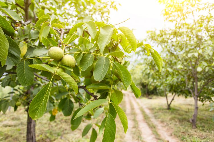 Ceai din frunze de nuc – curață sângele și tratează diabetul