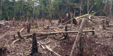 Liber la defrişări. Senatul a adoptat un proiect care permite defrişările în zonele cu păduri virgine