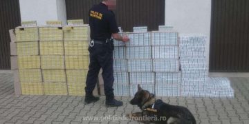 Percheziţii domiciliare la Petrova, Bistra și Valea Vișeului, la o grupare infracțională axată pe contrabanda cu țigări