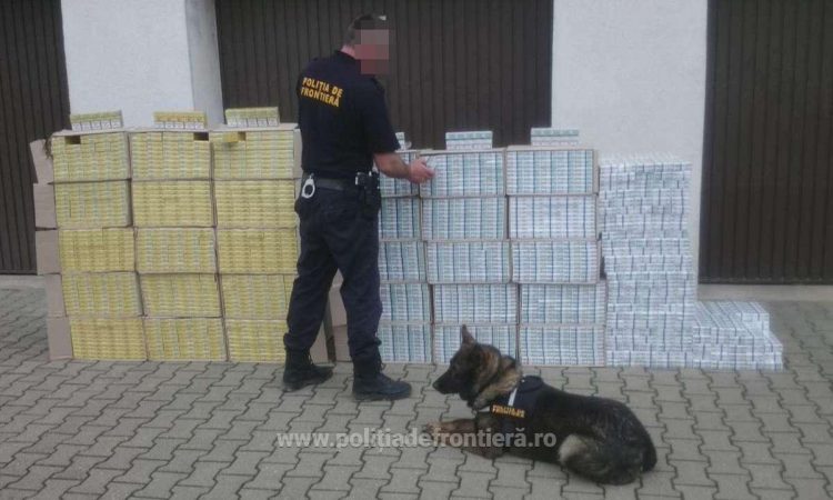 Percheziţii domiciliare la Petrova, Bistra și Valea Vișeului, la o grupare infracțională axată pe contrabanda cu țigări