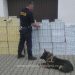 Percheziţii domiciliare la Petrova, Bistra și Valea Vișeului, la o grupare infracțională axată pe contrabanda cu țigări