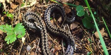 Semnal de alarmă de la salvamontişti: Întâlnirile cu şerpii pe munte devin din ce în ce mai dese