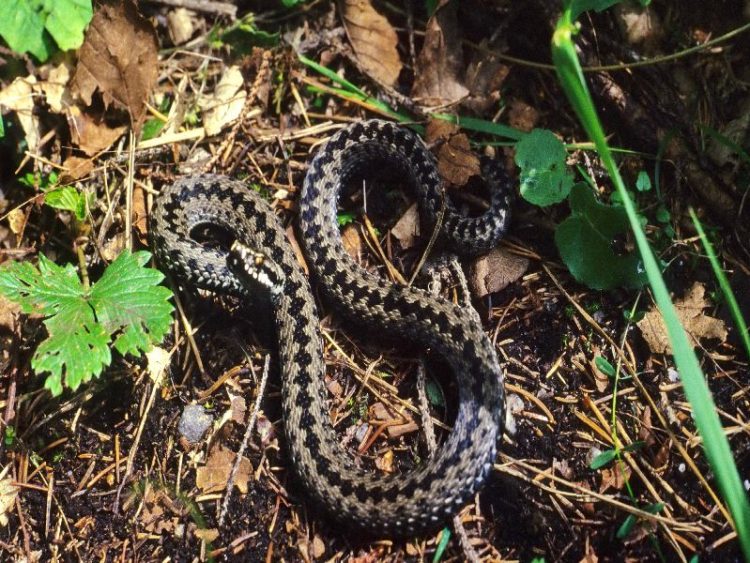 Semnal de alarmă de la salvamontişti: Întâlnirile cu şerpii pe munte devin din ce în ce mai dese