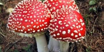 Atenție la ciuperci. Număr mare de intoxicări în Maramureș