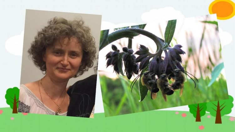 “Apiterapie altfel”: PERFORMANȚĂ ȘI DINAMISM PRIN HRANA  ALBINELOR