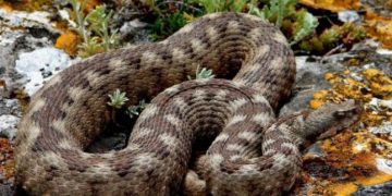 Criză de ser antiviperin în spitalele din România