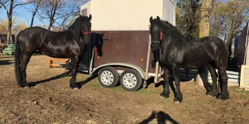 Apel pe Facebook după ce au fost furaţi doi cai din Galaţi. Există suspiciuni că ar fi în Maramureş