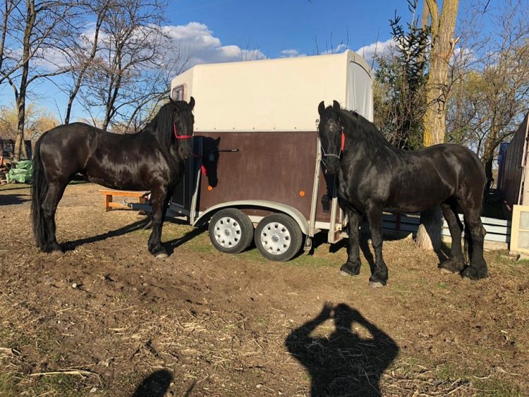 Apel pe Facebook după ce au fost furaţi doi cai din Galaţi. Există suspiciuni că ar fi în Maramureş