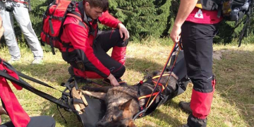 Din salvator a ajuns victimă. Ce a pățit un câine care-l căuta pe ciobanul dispărut în Maramureș